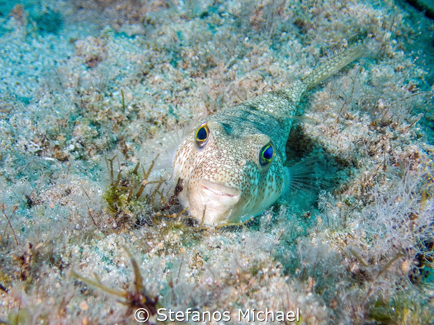 Yellow spotted Puffer - Torquigener flavimaculosus by Stefanos Michael 