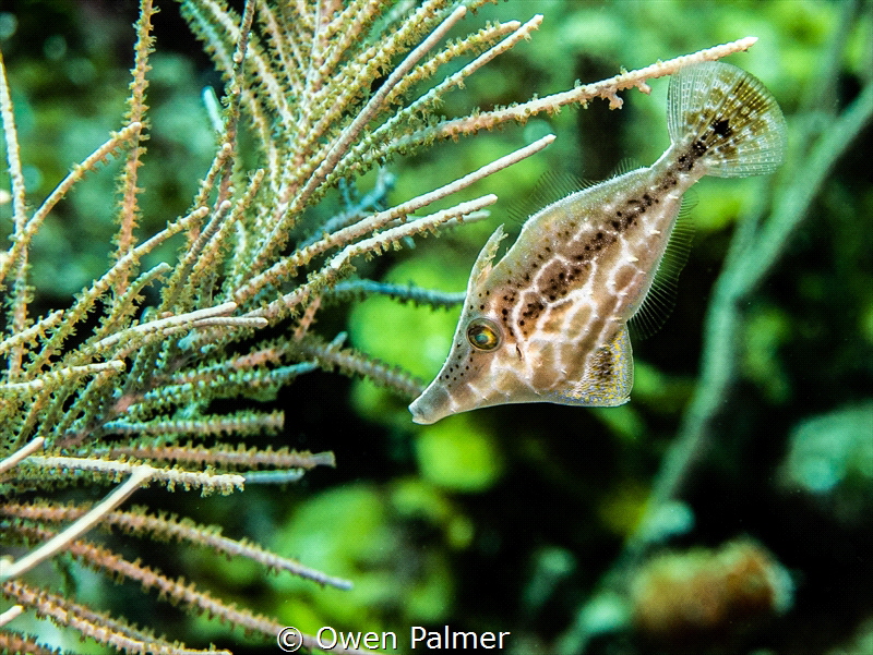 "Among the Plumes"
Slender Filefish
Glover's Reef Beliz... by Owen Palmer 