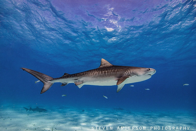 Loving the stripes ...Young female Tiger Shark - Tiger Be... by Steven Anderson 