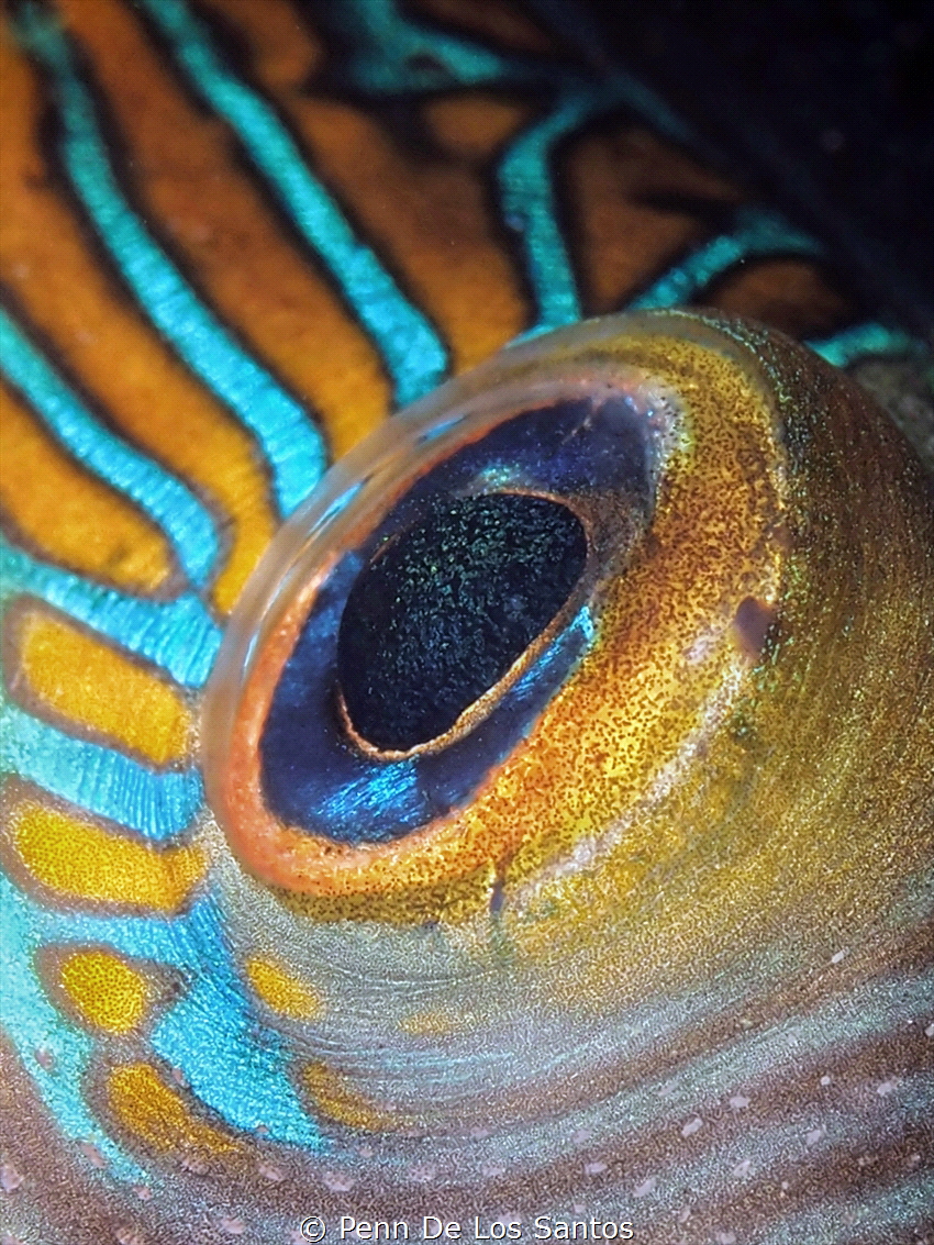 Toby pufferfish eye up-close by Penn De Los Santos 