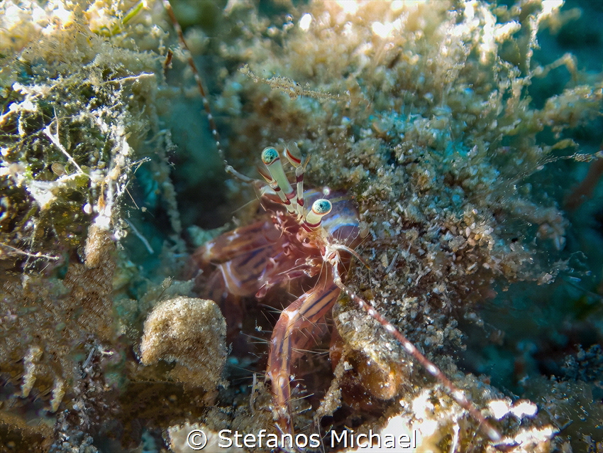 Rocky Shore Hermit Crab - Pagurus anachoretus by Stefanos Michael 