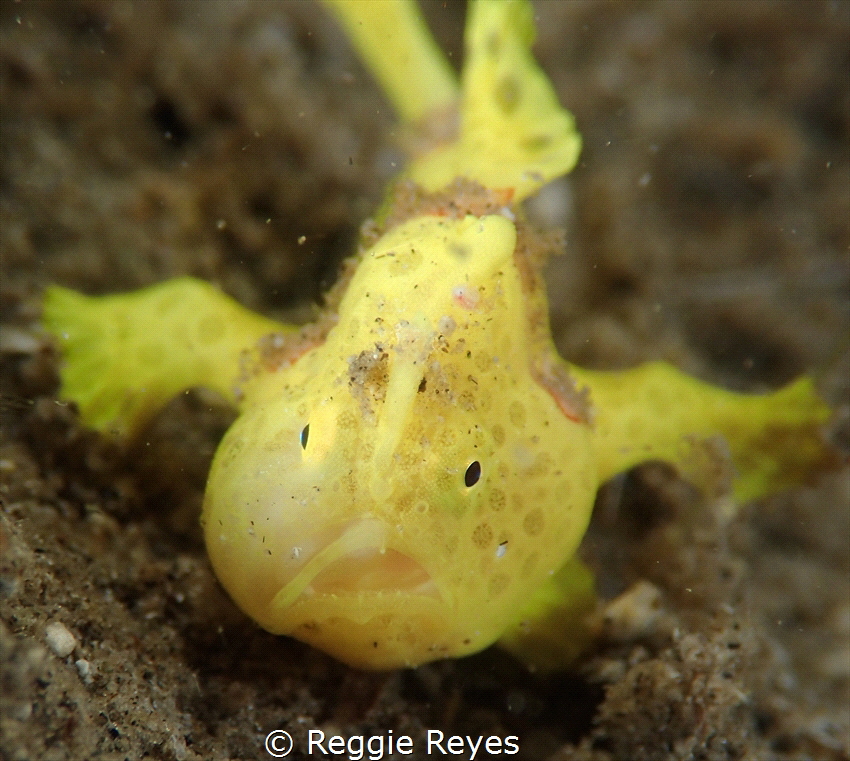 Mumps-Shot in Silver Reef Dive Resort, in Dauin Negros Or... by Reggie Reyes 