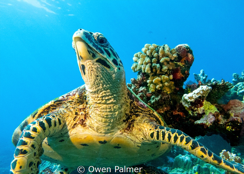"Reef Hawk"
Hawksbill Sea Turtle
Moorea, French Polynes... by Owen Palmer 