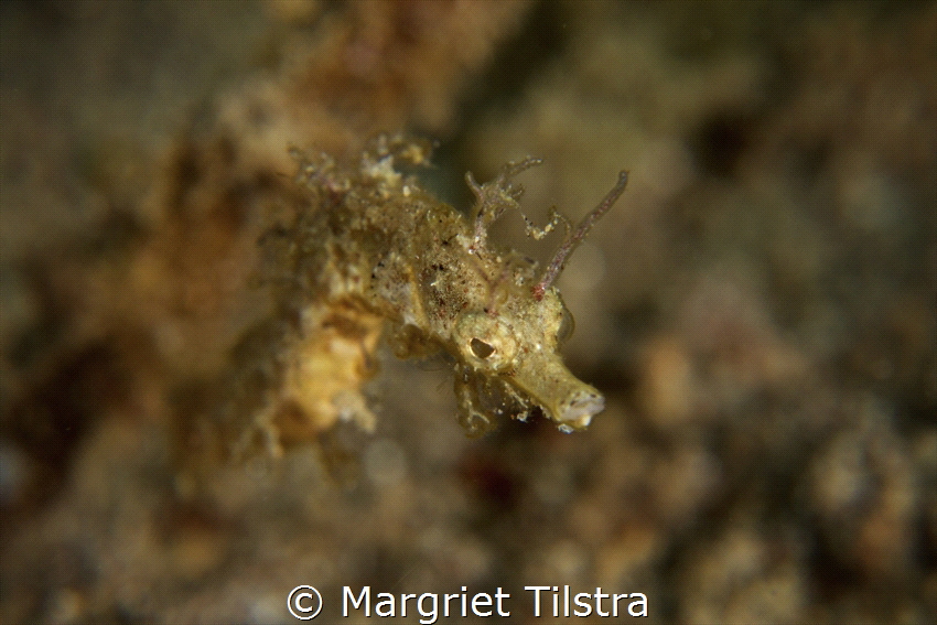 Tiny pipefish
Nikon D750, Nikkor 105mm, Weefine +23 wetl... by Margriet Tilstra 