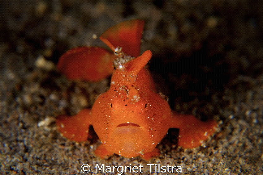 Face to face with a juvenile frogfish
Silver Reef Houser... by Margriet Tilstra 