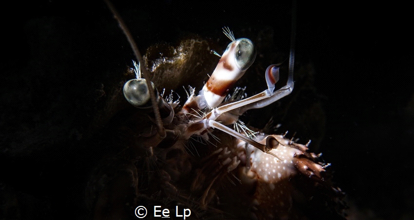 Dardanus tinctor, eyes and mouthpieces (anemone carrier).... by E&e Lp 