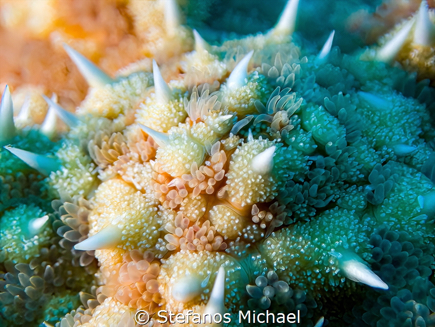 Spiny Starfish Closeup - Marthasterias glacialis by Stefanos Michael 