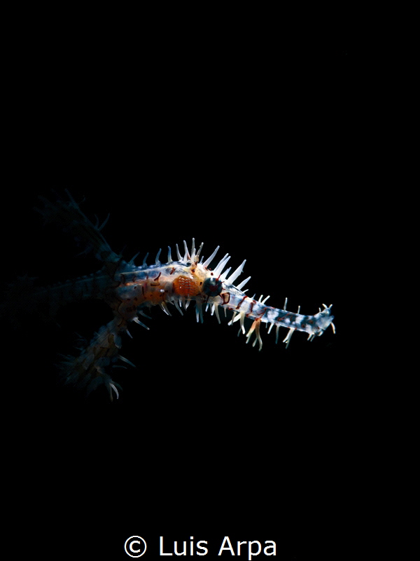 Ornate ghost pipefish by Luis Arpa 