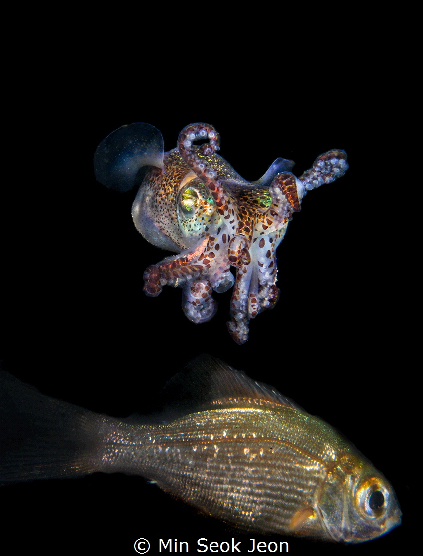 Bobtail  squid and fish by Min Seok Jeon 