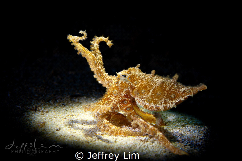 Blue ringed octopus by Jeffrey Lim 