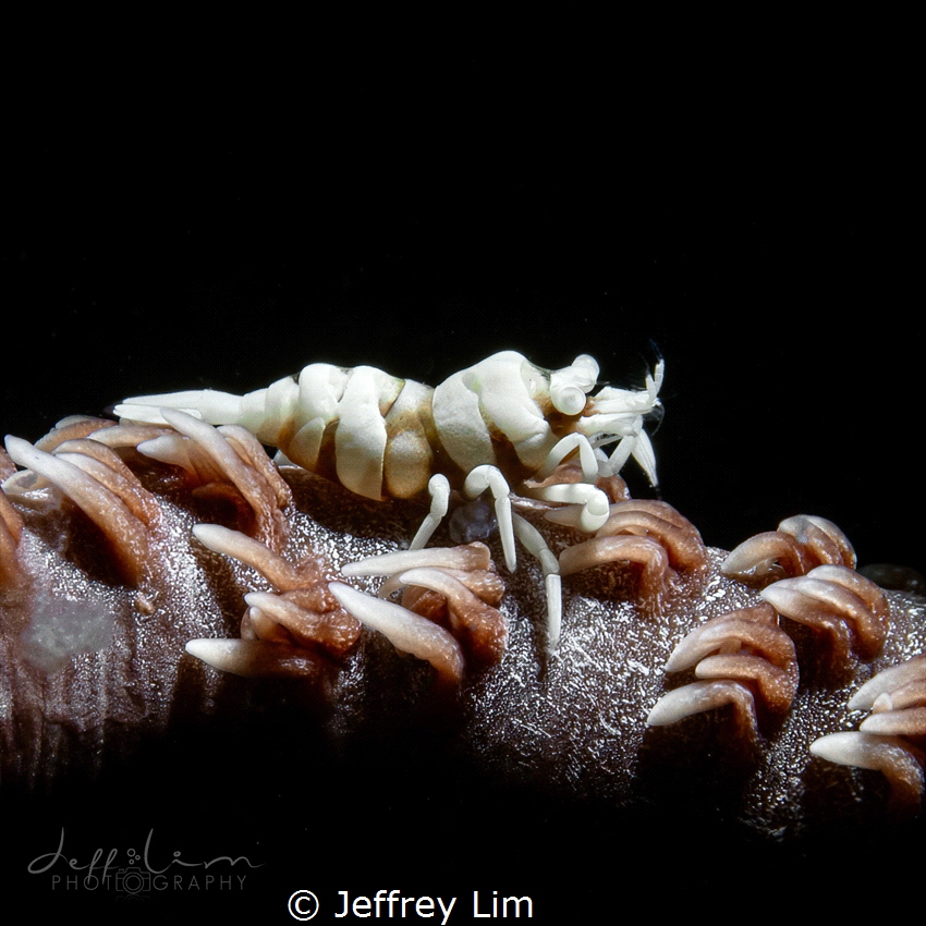 Whip coral shrimp by Jeffrey Lim 