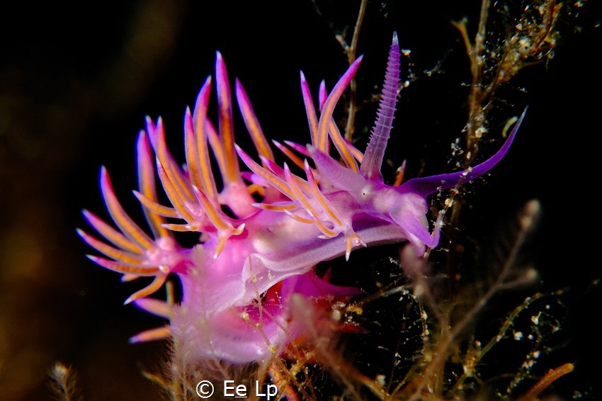 Flabellina affinis (pink flabellina) keeping an eye on me... by E&e Lp 