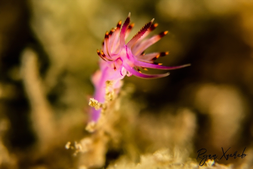 Trinchesia sibogae, 
Found Nelsons Bay Australia. 
Came... by Ryan Xuereb 
