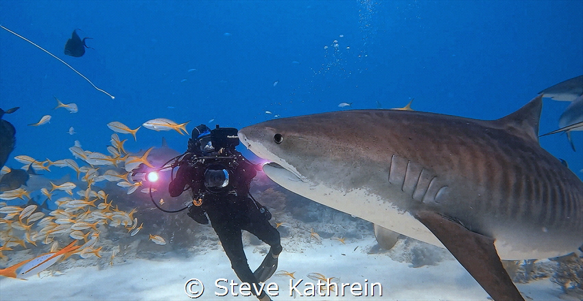 Tiger shark at Tiger Beach.  Taken August 2022 with Jim A... by Steve Kathrein 