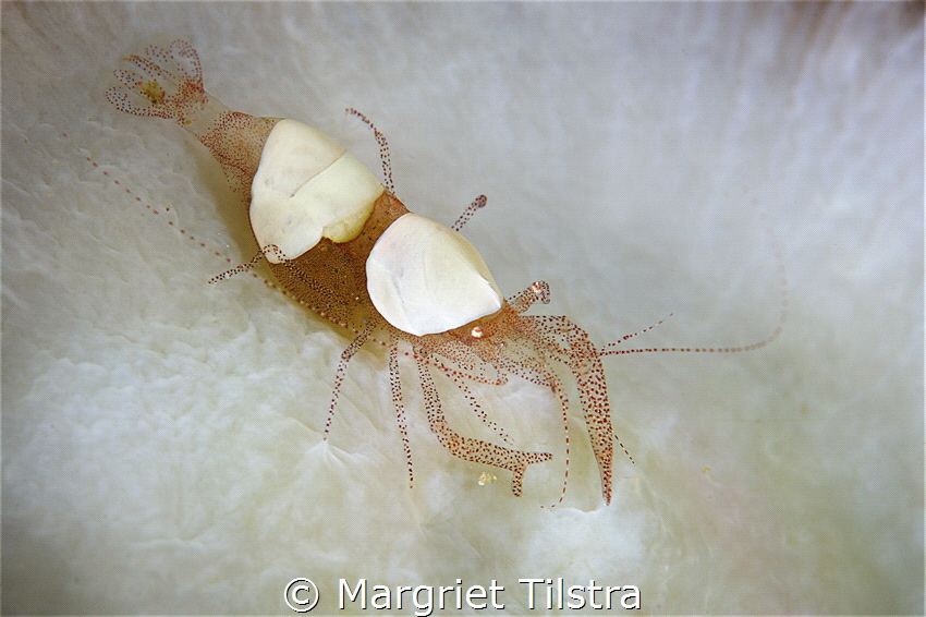 Artistic shrimp
Anda, Bohol, Philippines
Nikon D750, Ni... by Margriet Tilstra 