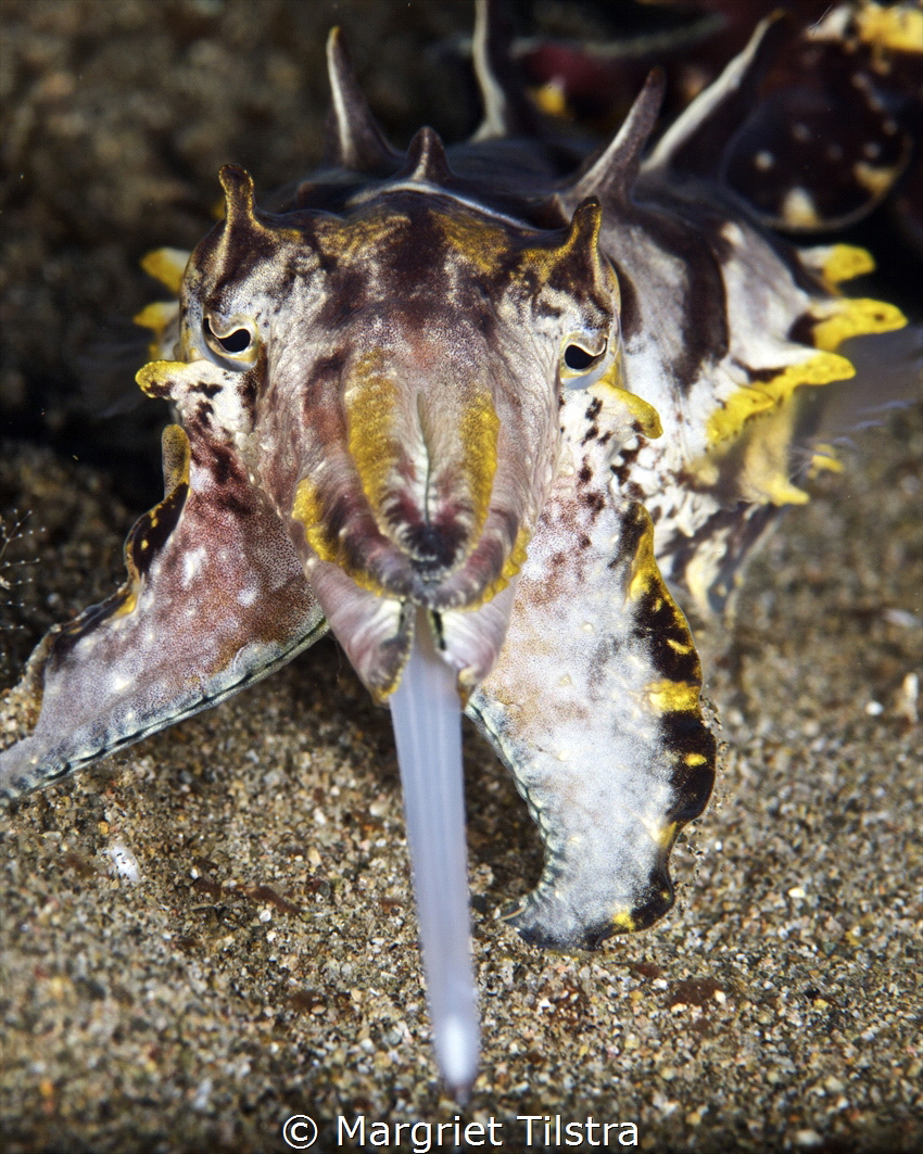 Gotcha!
Flamboyant cuttlefish attack.
Nikon D750, Nikko... by Margriet Tilstra 