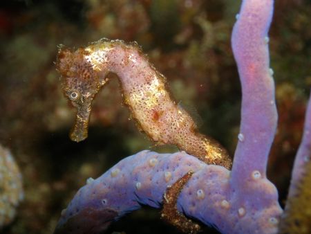 Sea Horse on a branch of soft coral. Taken at 1000 steps ... by Kimberlie Jennings 
