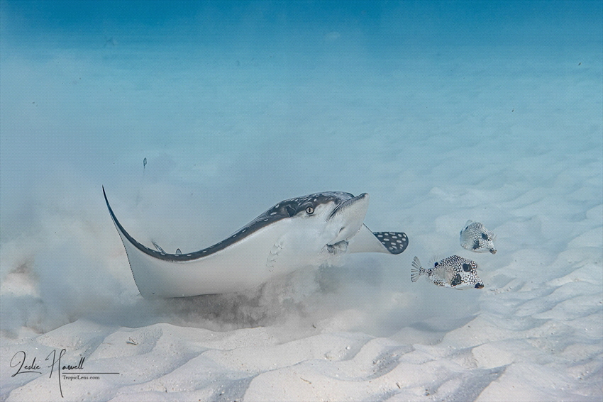 Spotted Eagle Ray and hungry Smooth Trunkfish searching f... by Leslie Howell 