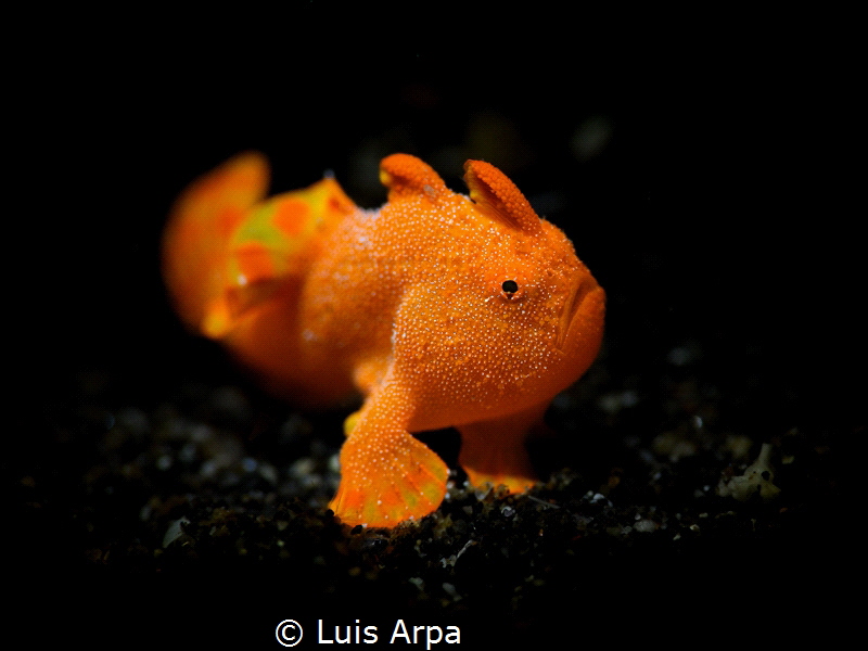 Antennarius pictus (Juvenile painted frogfish) by Luis Arpa 