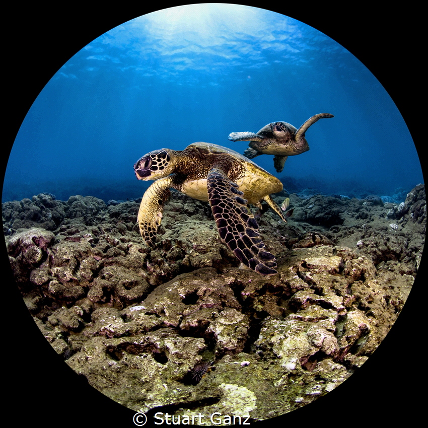 Honu from Oahu's North Shore.
Taken with Carom 5DMRIV 8-... by Stuart Ganz 