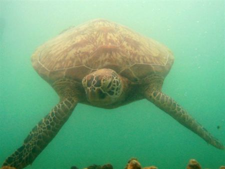 Friendly turtle,taken at Low Island Port douglas by Peter Simpson 