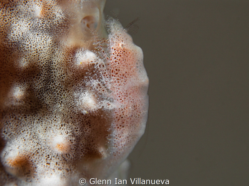 This is a photo of a cryptic shrimp trying to disguise hi... by Glenn Ian Villanueva 