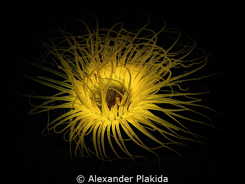 An ordinary anemone looked like the sun at night in the l... by Alexander Plakida 