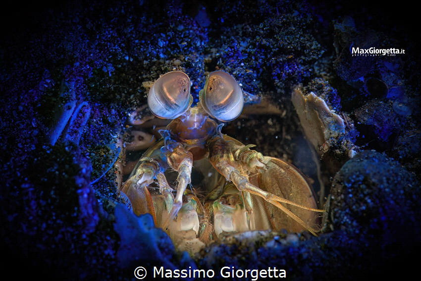 Mantis shrimp jouvenile by Massimo Giorgetta 