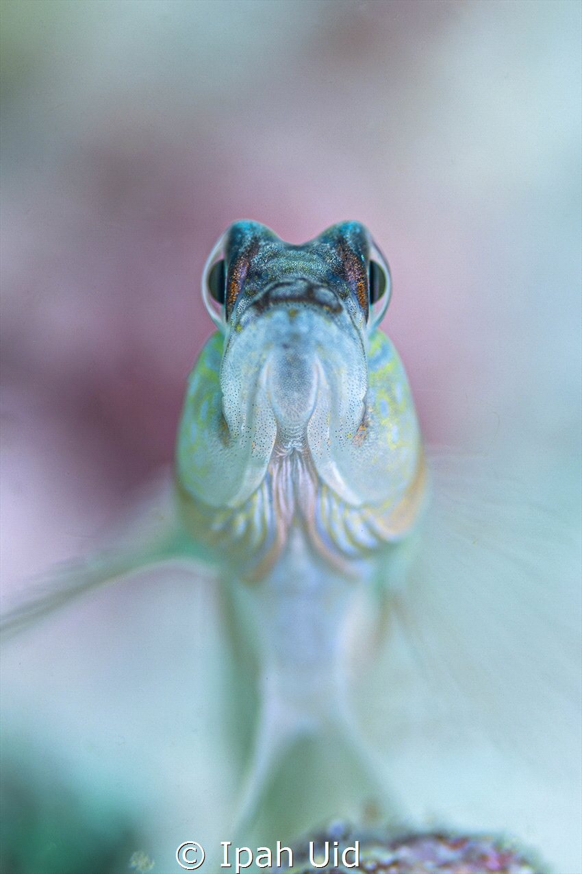 Portrait goby .. with pastel background by Ipah Uid 