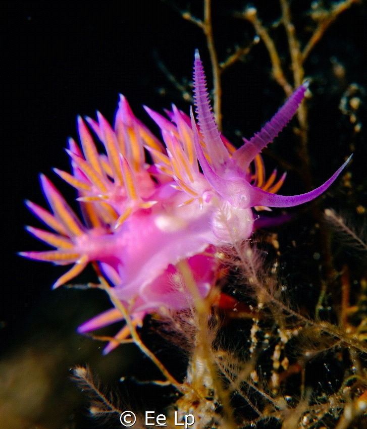 Flabellina affinis (pink flabrellina). (f/16, 1/80, ISO-1... by E&e Lp 