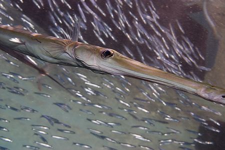 Cornetfish under the jetty, sharksbay.
D200,20mm. by Derek Haslam 