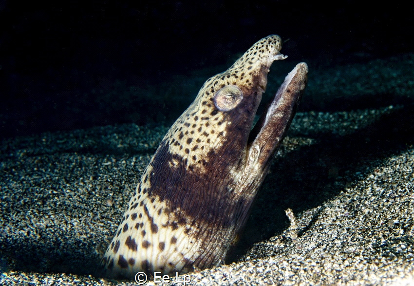 Ophichthus ophis (spotted snake eel). (f/18, 1/160, ISO-1... by E&e Lp 