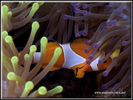 Becolored anemone for orange clownfish C5050 by Yves Antoniazzo 