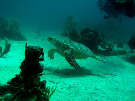 This Sea Turtle was shot in the Bahamas with an Olympus C750 by Marc Lavinthal 