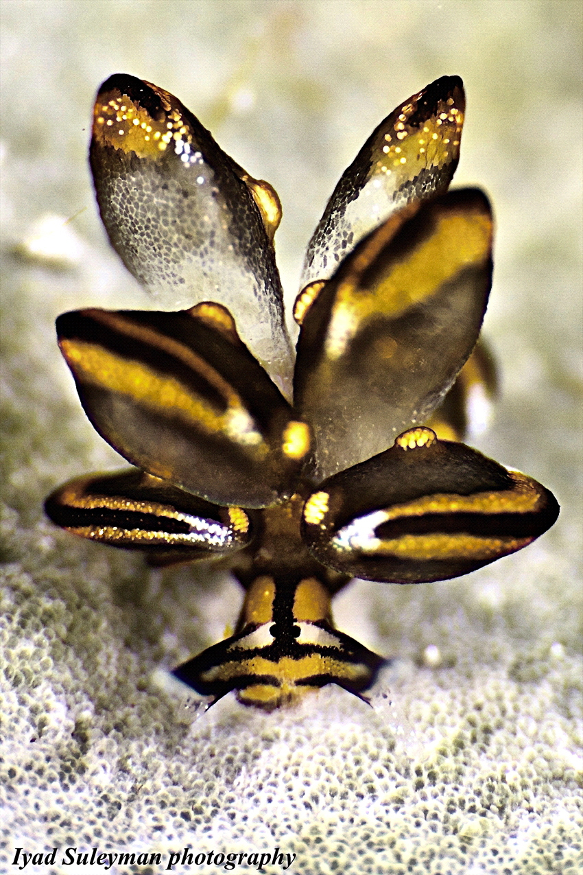 Baby Butterfly Nudibranch by Iyad Suleyman 