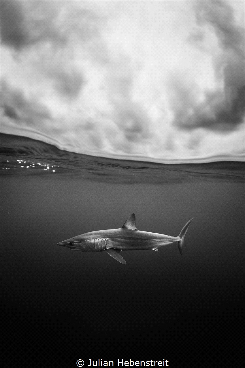 Black and white splitshot of a shortfin mako shark in the... by Julian Hebenstreit 