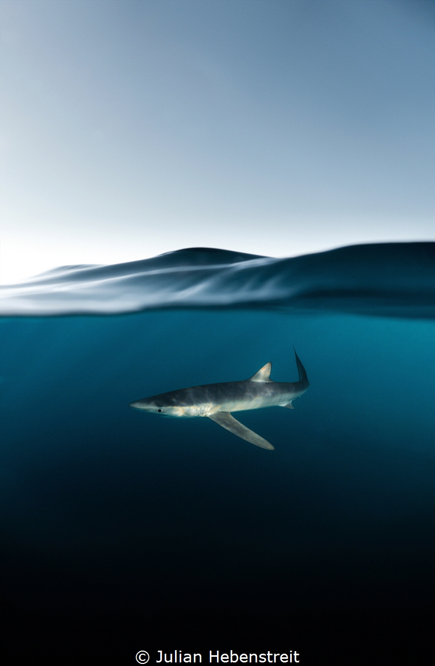 Blue on Blue- Curious blue shark cruising past on the ope... by Julian Hebenstreit 
