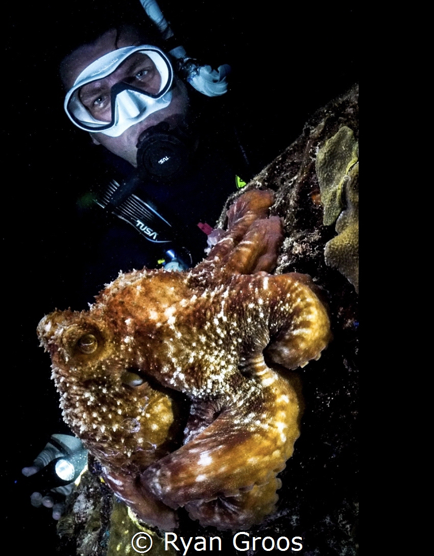 Alien encounter 2 
Night dive with octopus 
Sony a6600 by Ryan Groos 