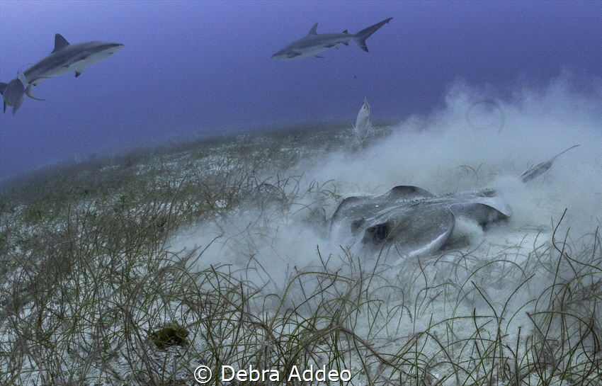 Stingray in the sand looking for food while the sharks watch by Debra Addeo 