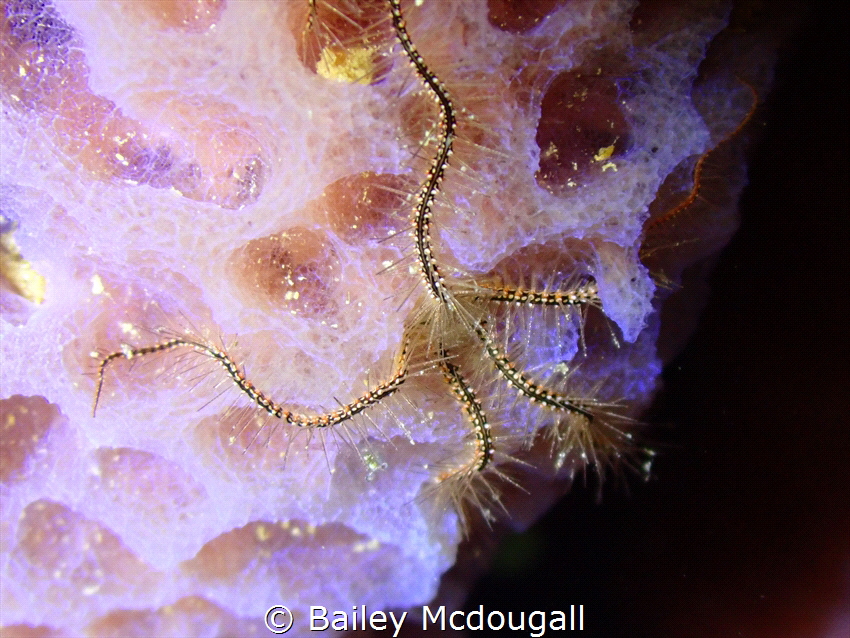 Brittle Star on a Azure Sponge - Shot on Olympus TG-6 at ... by Bailey Mcdougall 