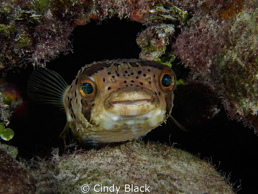 Peek-a-boo. Grundy's Reef on Little Cayman Island. Olympu... by Cindy Black 