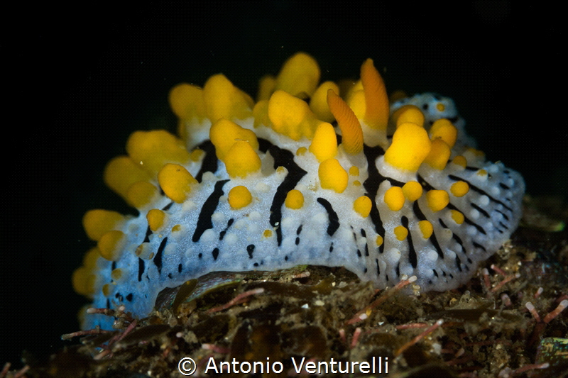 Phyllidia varicosa. Found singly or in pairs on coral and... by Antonio Venturelli 