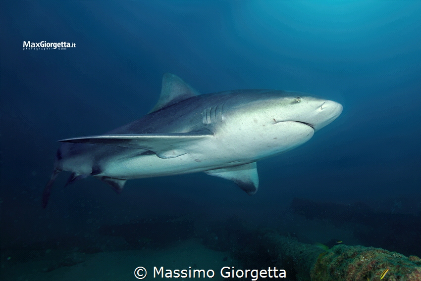Bull shark by Massimo Giorgetta 