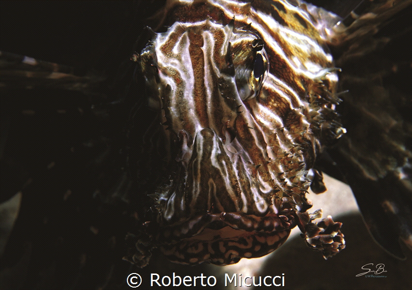Lion fish by Roberto Micucci 