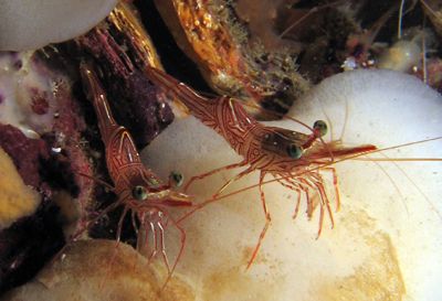 Two Dance Shrimp posing on a dead barrel sponge, taken at... by Tobias Reitmayr 