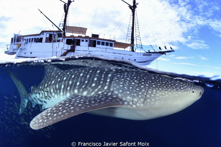 whale shark by Francisco Javier Safont Moix 