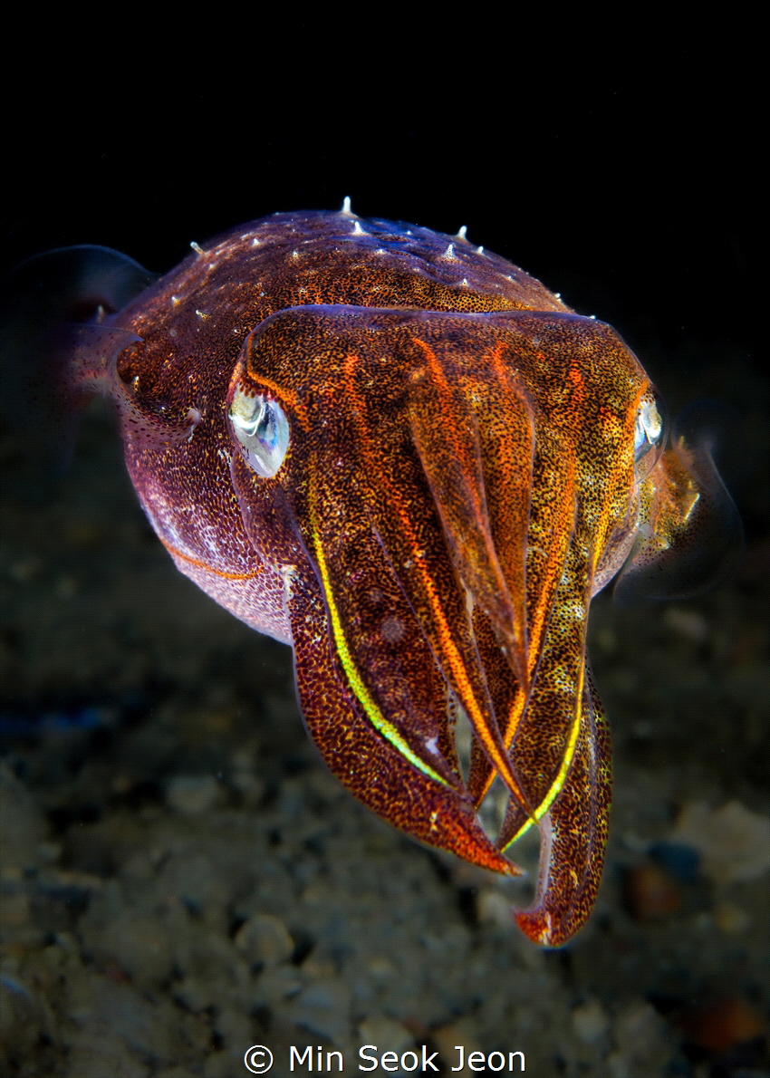 Cuttlefish by Min Seok Jeon 