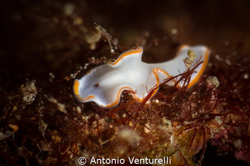 Marine flatworms are often very little creatures, easy to... by Antonio Venturelli 