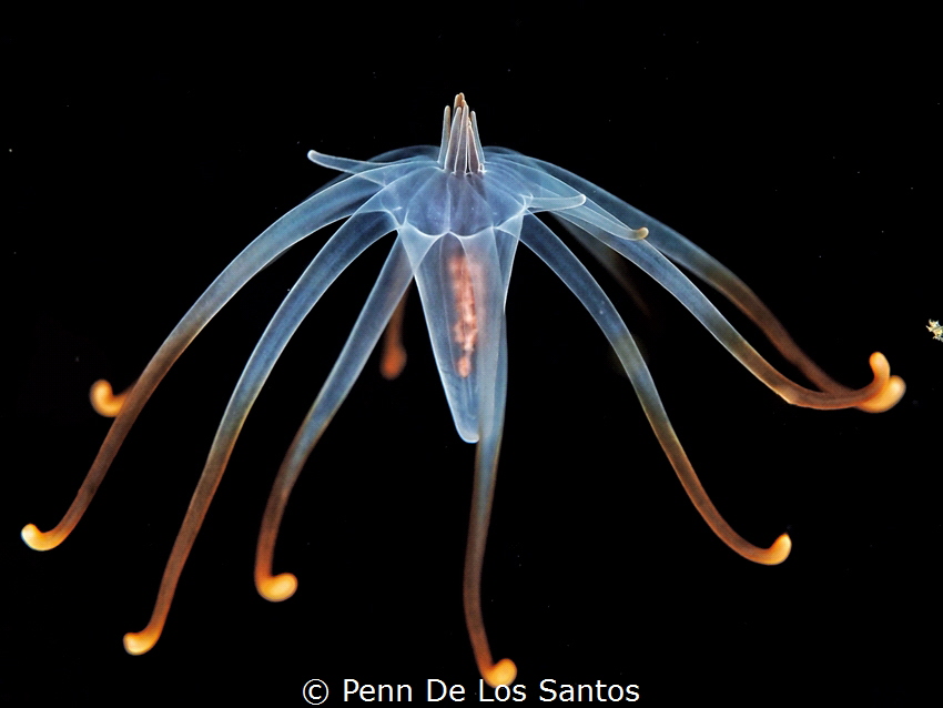 Tube anemone larvae by Penn De Los Santos 