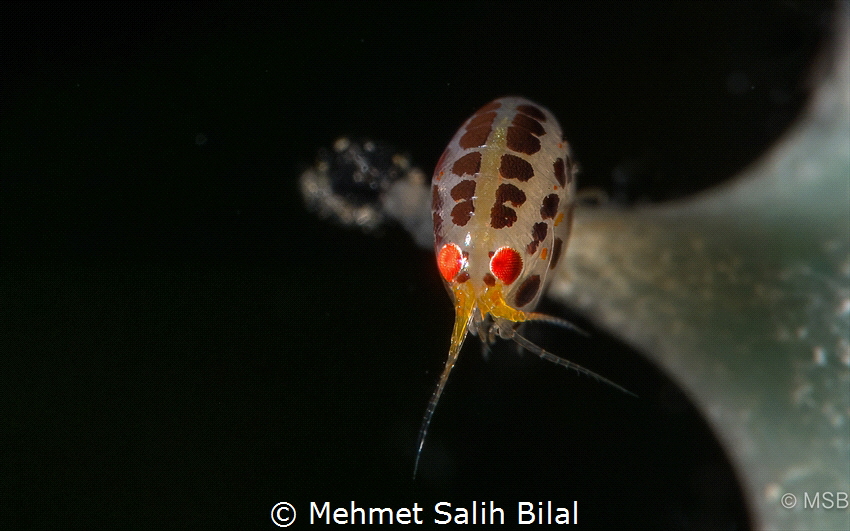 Ladybug. by Mehmet Salih Bilal 